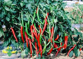 Hot Pepper 2001 - Hot Pepper 2001